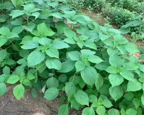 衡水试管婴儿第三代费用解析