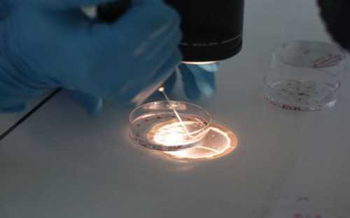 正规试管代孕公司,孕期能用黛珂牛油果乳液吗！附助孕价格表！