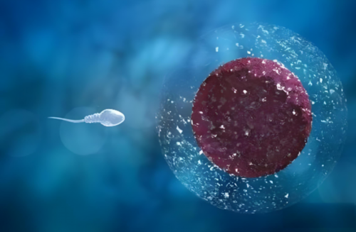 年龄对泰国代生公司电话成功率影响较大，48岁女性做代生公司电话成功率低