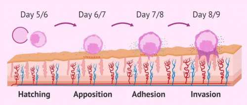 科普！影响供卵代生电话成功率的内因和外因，年龄还是第一位
						