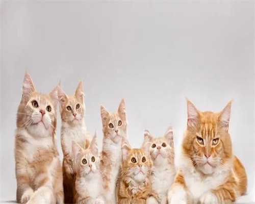 代生男孩子机构冻胚和囊胚移植*后要注意哪些